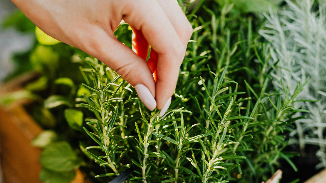 Rosemary and Peppermint